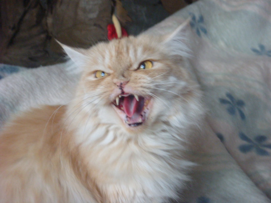 не подходи, загрызу - животные кошки - оригинал