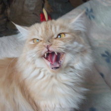 Схема вышивки «не подходи, загрызу»