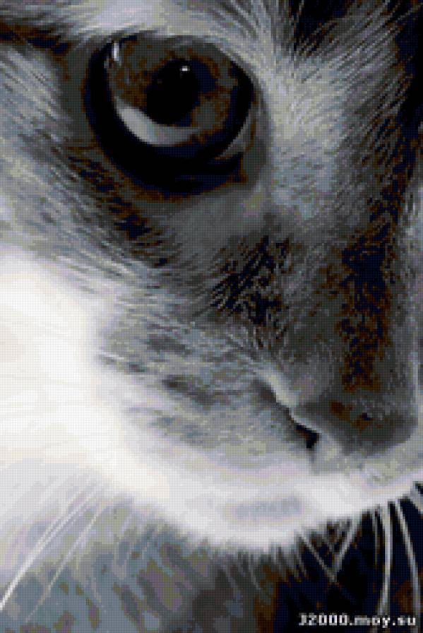 кот - кот, глаза, животные - предпросмотр