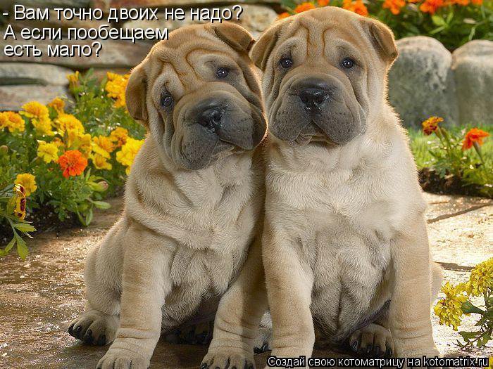 собаки - оригинал