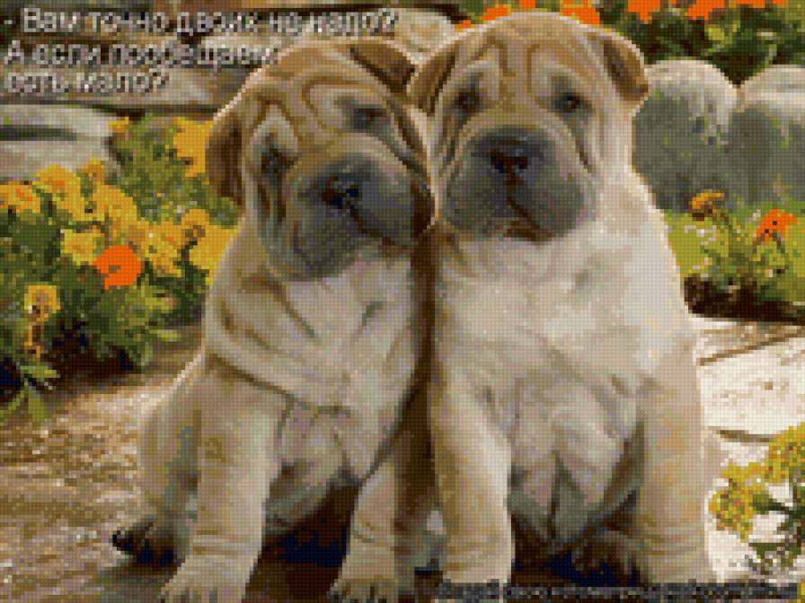 собаки - предпросмотр