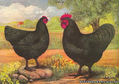 домашние птицы - оригинал