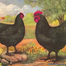 домашние птицы