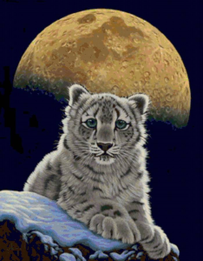 красавец - животные - предпросмотр