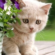 Схема вышивки «наши любимцы»