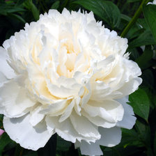 Схема вышивки «Пионы»