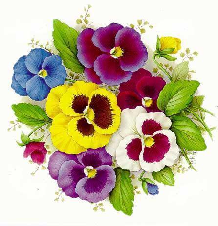 Анютины глазки - цветы - оригинал