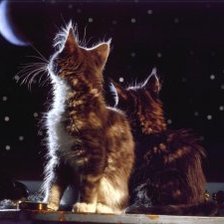 Схема вышивки «ночное рандеву»