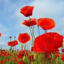 Схема вышивки «мак»