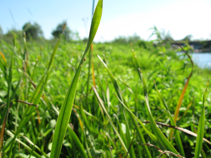 речка - оригинал