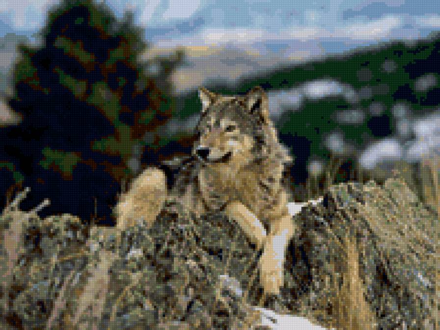 Волк - животные - предпросмотр