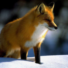 Схема вышивки «Лиса»