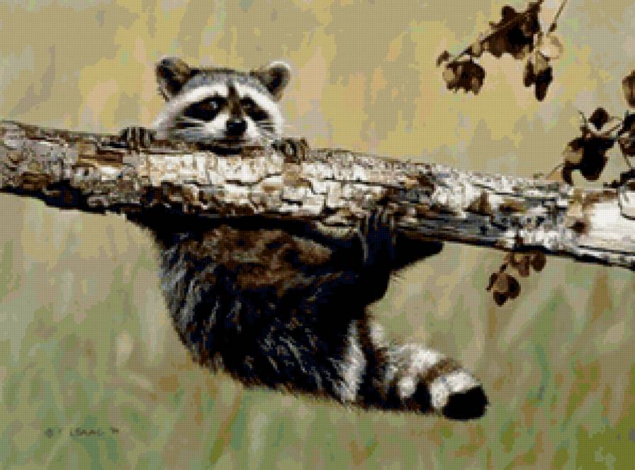 №16660 - еноты, животные - предпросмотр