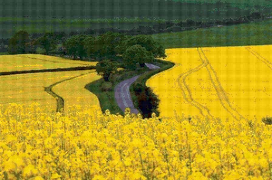 №16687 - цветы, поле, пейзаж - предпросмотр