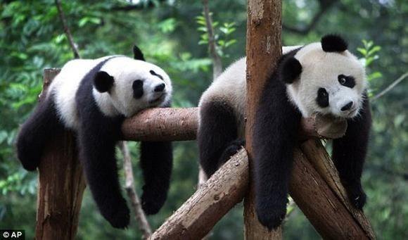 №16690 - животные, панды - оригинал