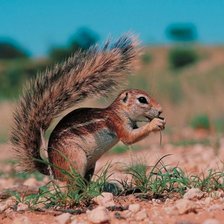 Схема вышивки «№16851»