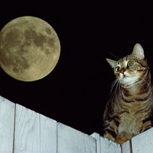 Схема вышивки «луна и кот»