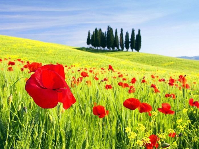 маки - природа, цветы - оригинал