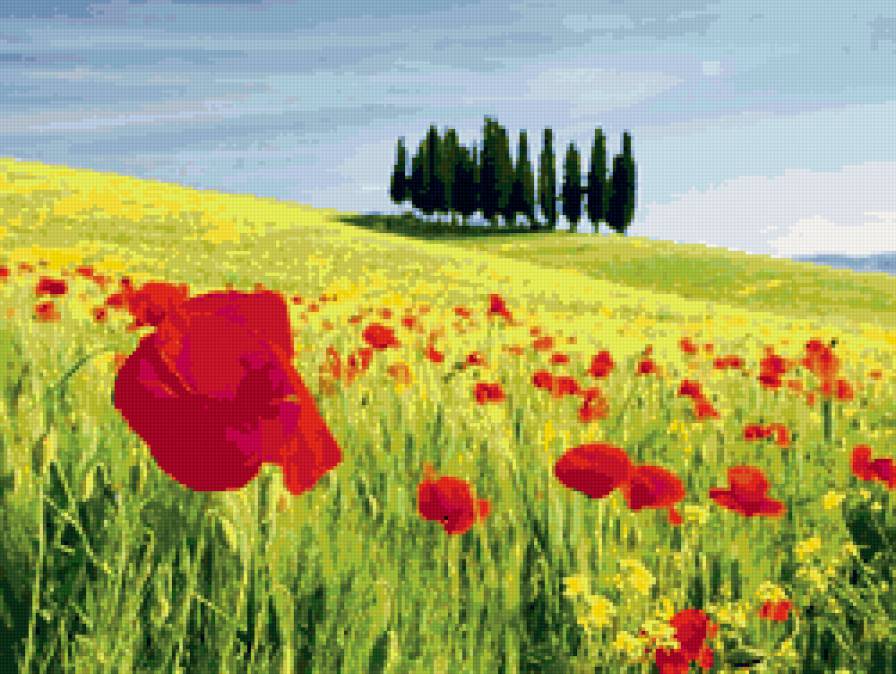 маки - цветы, природа - предпросмотр