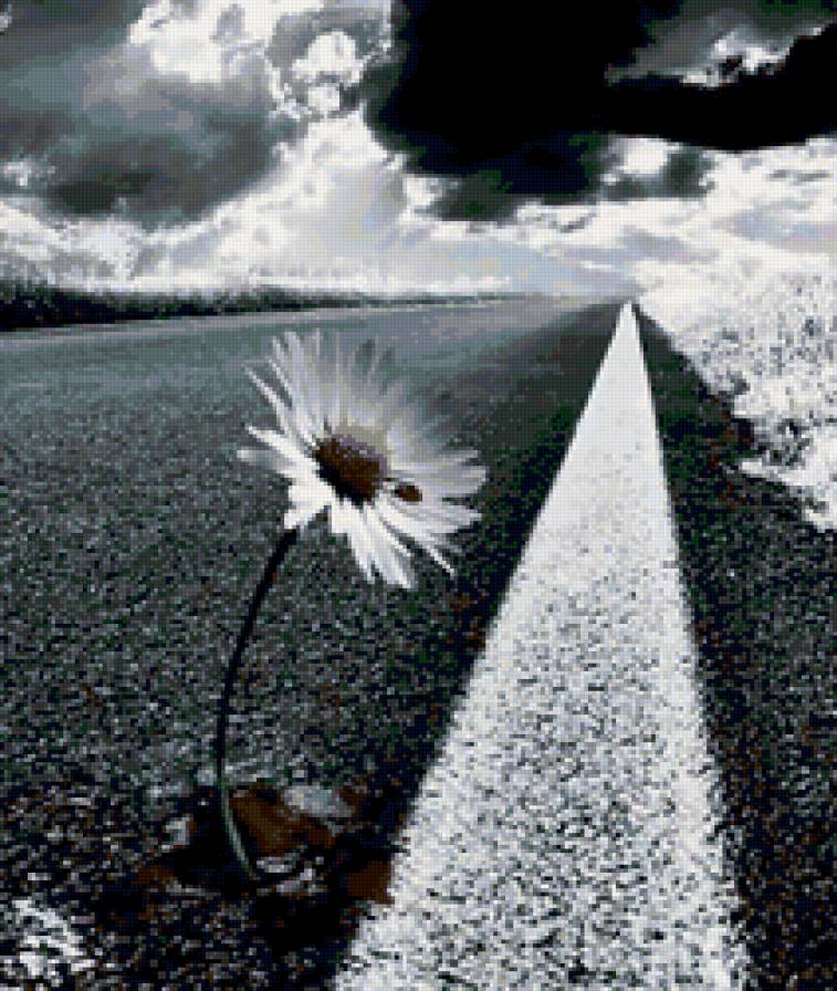 ромашка - ромашка, цветы, дорога, природа - предпросмотр