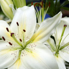 Схема вышивки «лилии»