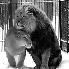 Схема вышивки «хищники»