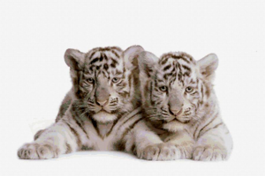 Два тигрёнка - тигры - предпросмотр