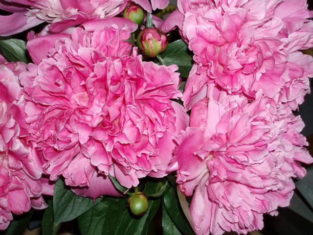 Пионы - цветы - оригинал