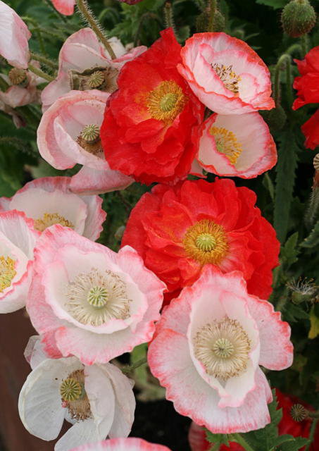 Маки - цветы - оригинал