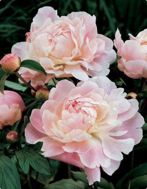 Пионы - цветы - оригинал