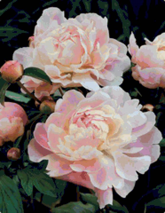 Пионы - цветы - предпросмотр