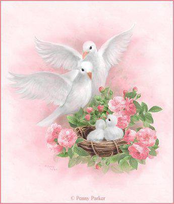 Голуби - птицы. голуби - оригинал