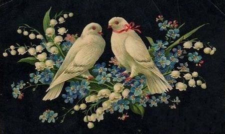 Голуби - птицы. голуби - оригинал