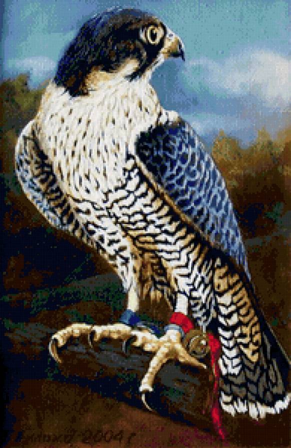 Хищник - орел, птицы, сокол, ястреб - предпросмотр