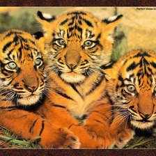 Схема вышивки «Тигр»