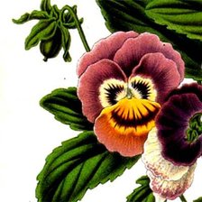 Схема вышивки «Анютины глазки»