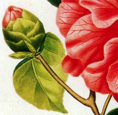 Цветок - красота, цветы, нежные лепестки, цветок, флора - оригинал