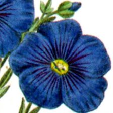 Схема вышивки «Цветок»