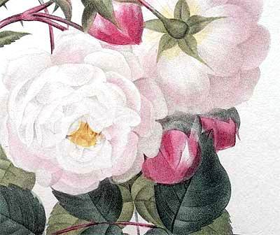 Розы - цветок, цветы, розы, роза, розочки, флора, душистые розы - оригинал