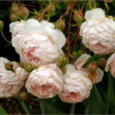 Прекрасные розы