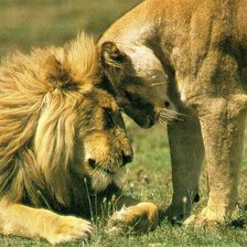 Схема вышивки «Львы»