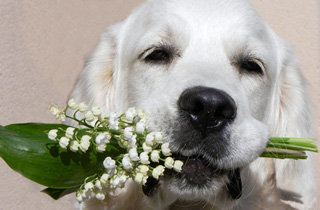 подарок от друга - животные - оригинал