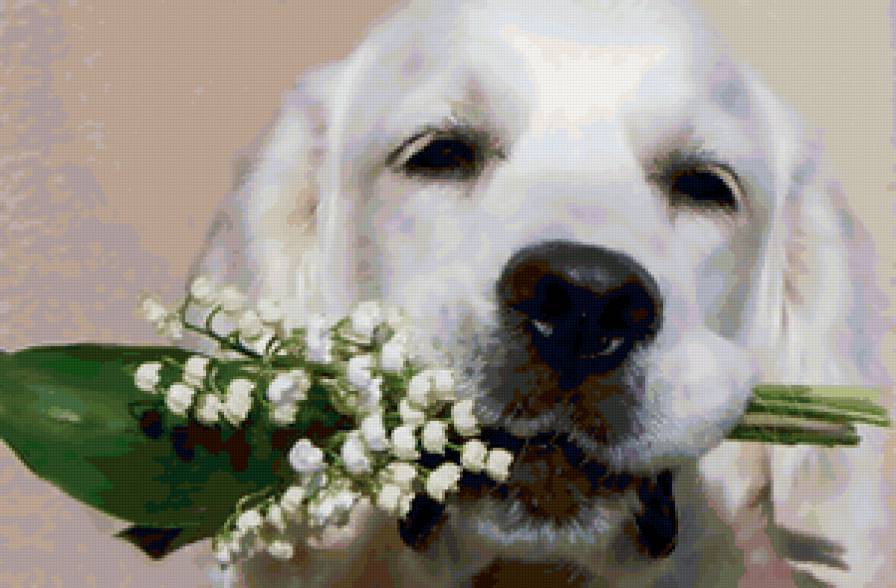 подарок от друга - животные - предпросмотр