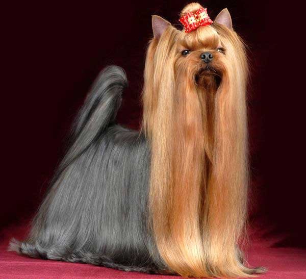 Йорк - животные, собаки - оригинал