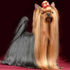 Схема вышивки «Йорк»