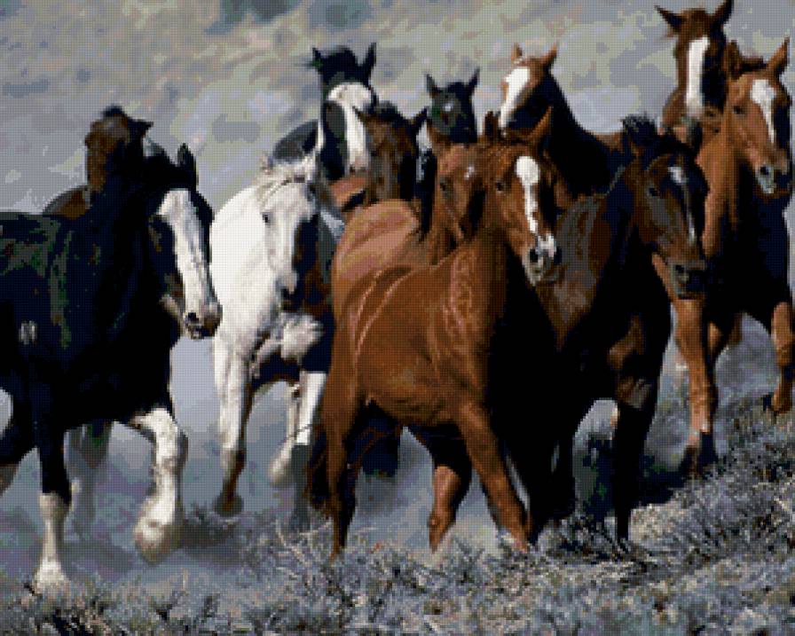 лошади - лошади, животные - предпросмотр