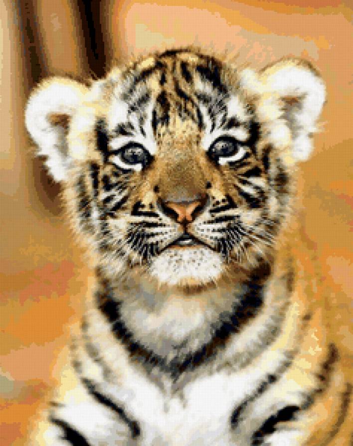 тигренок - тигр, тигренок, животное - предпросмотр