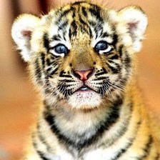 Схема вышивки «тигренок»