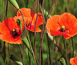 Схема вышивки «№18241»