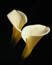 Схема вышивки «Каллы»